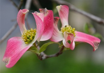 Dogwood in the Spring